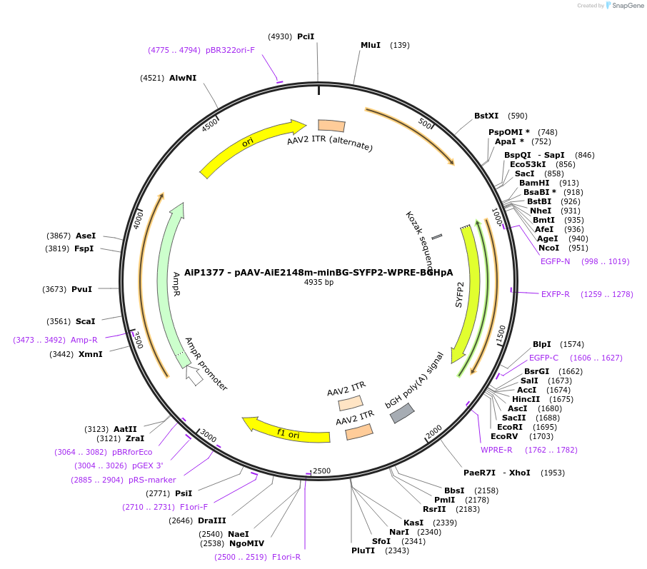 220646-plasmid-map-sequence-id-462517