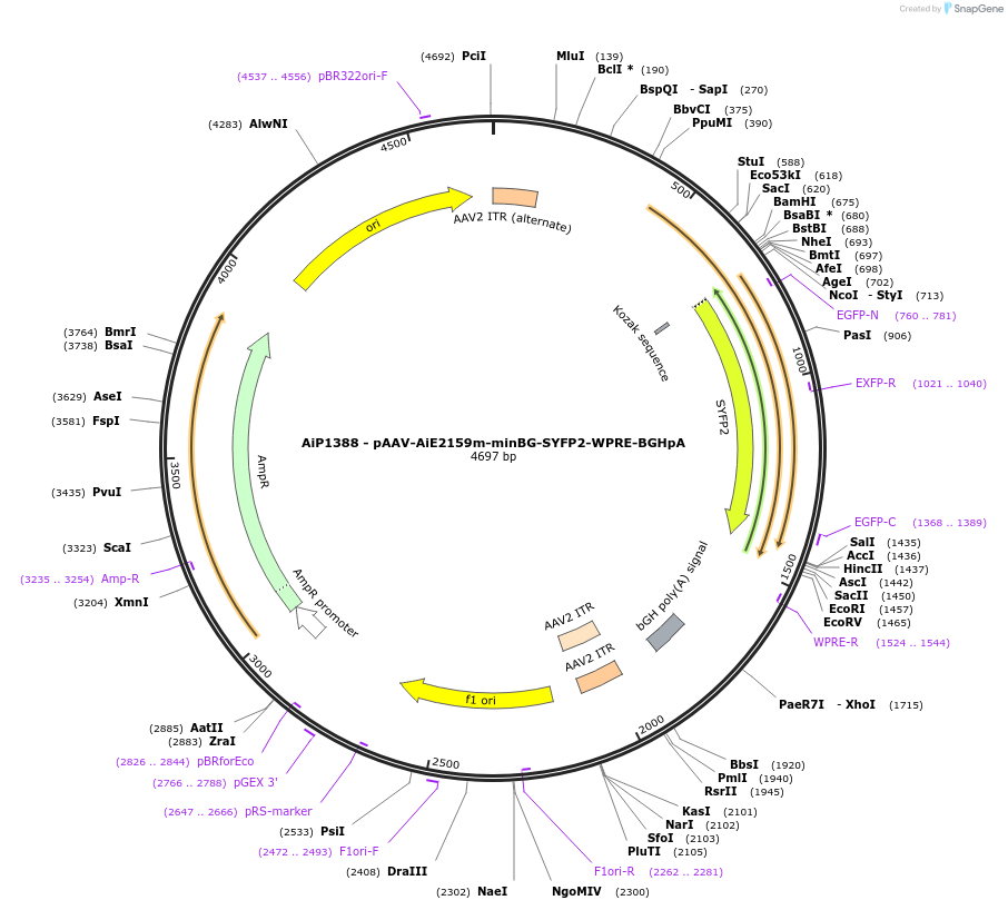 220647-plasmid-map-sequence-id-462518