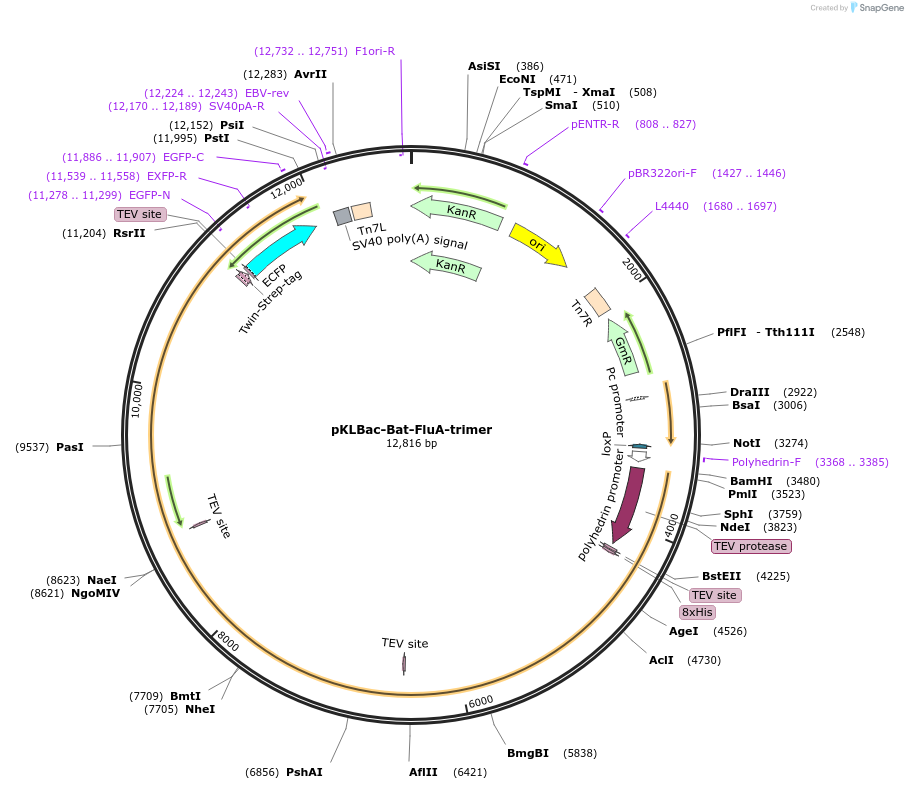 229858-plasmid-map-sequence-id-462521