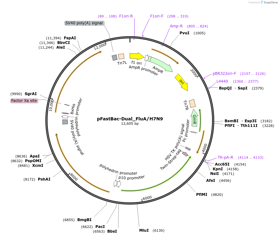 229860-plasmid-map-sequence-id-462523
