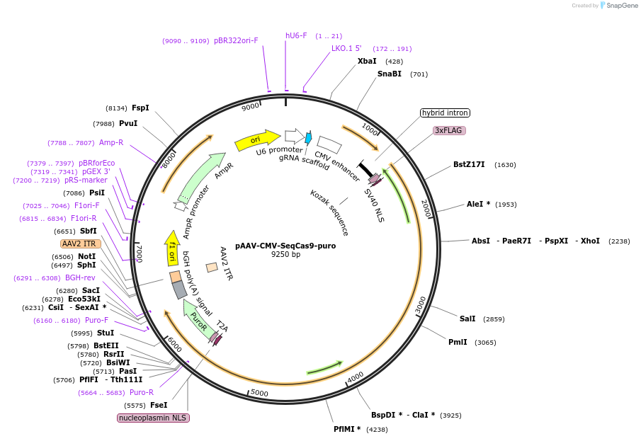 232110-plasmid-map-sequence-id-462526