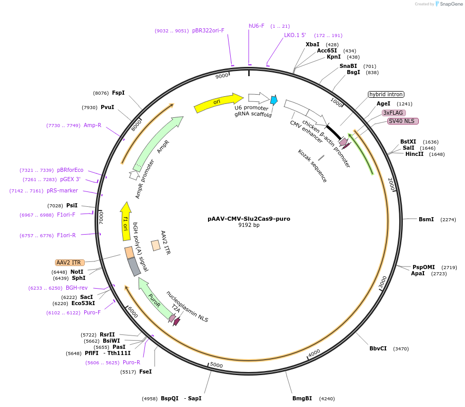 232112-plasmid-map-sequence-id-462527