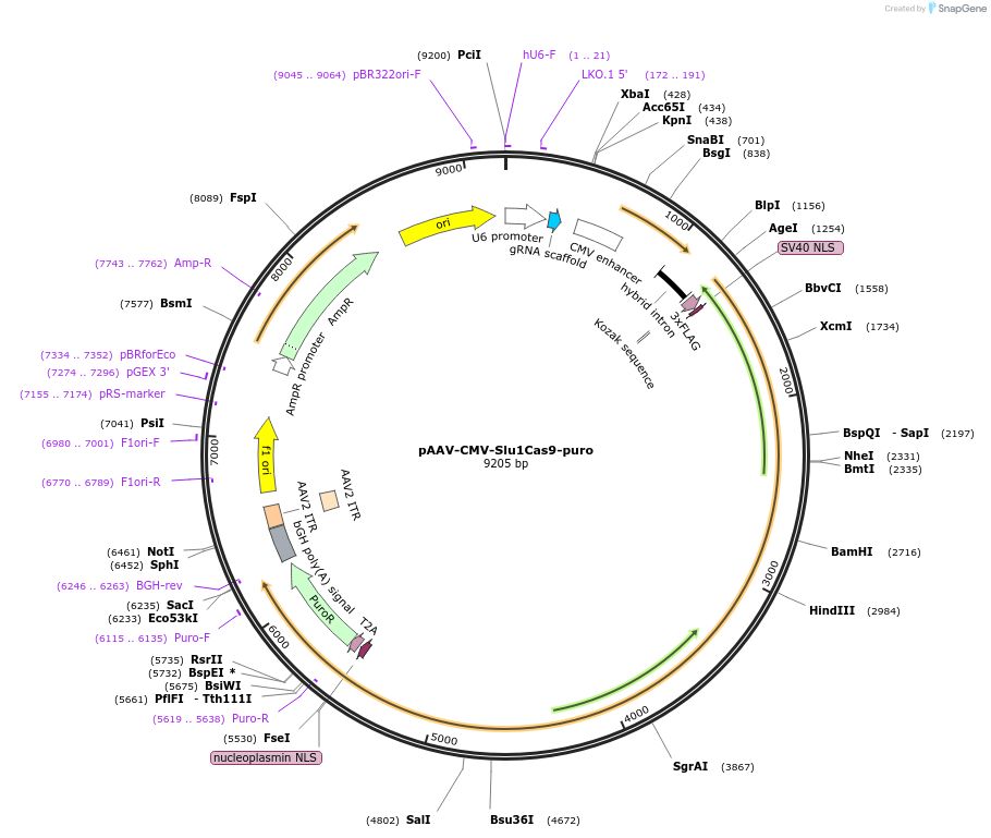 232111-plasmid-map-sequence-id-462528