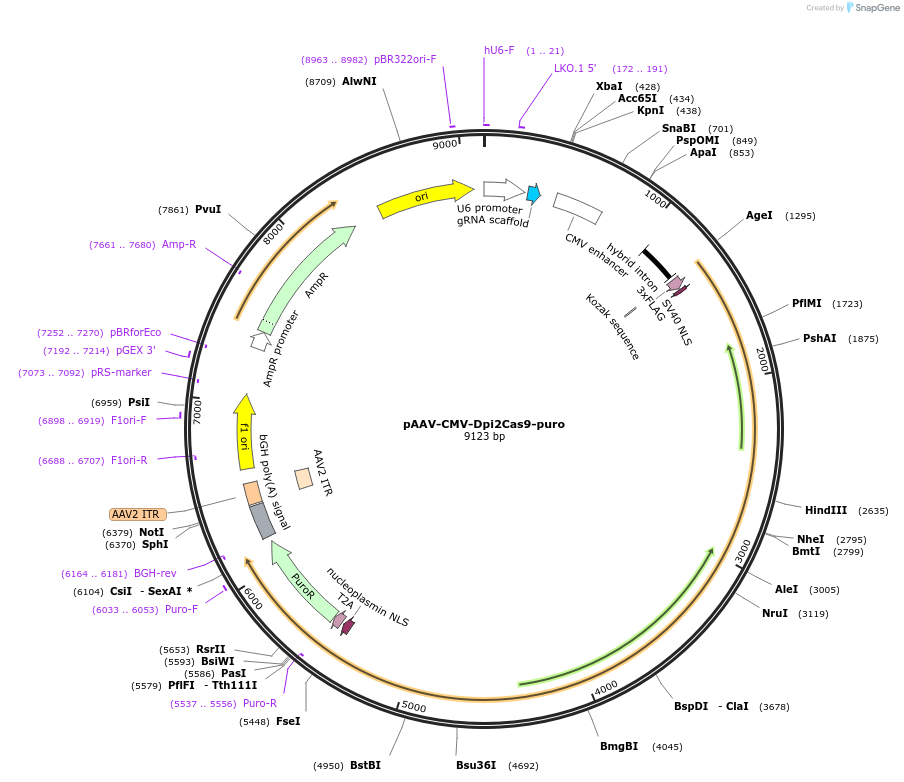 232113-plasmid-map-sequence-id-462529