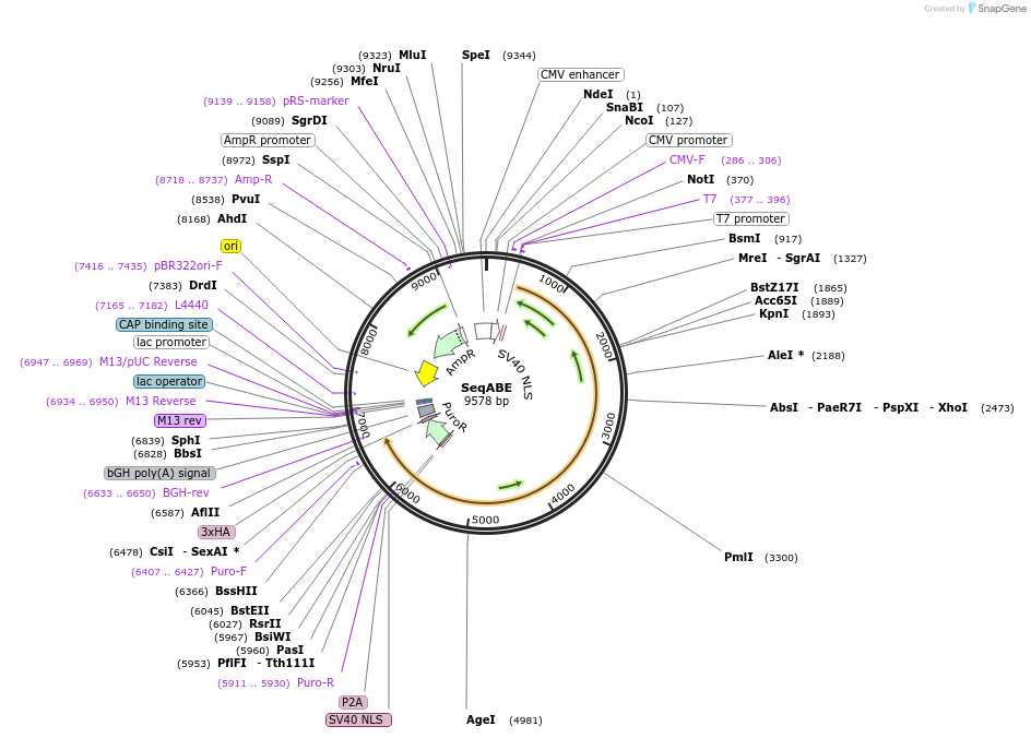 232114-plasmid-map-sequence-id-462530