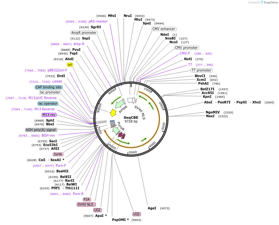 232115-plasmid-map-sequence-id-462531