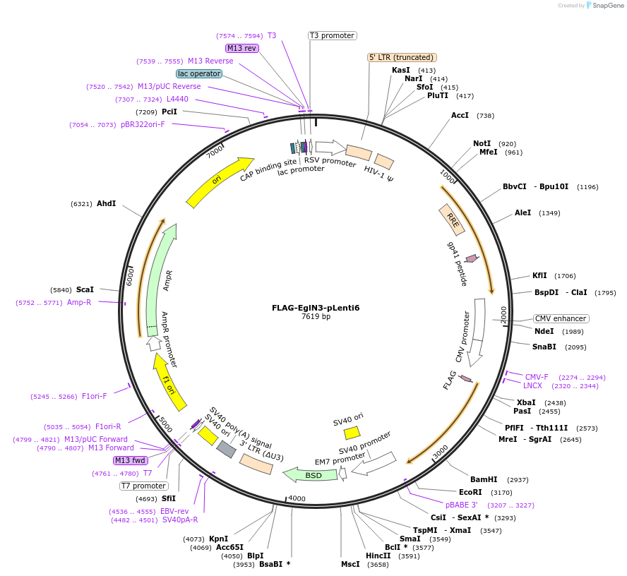 36951-plasmid-map-sequence-id-46258