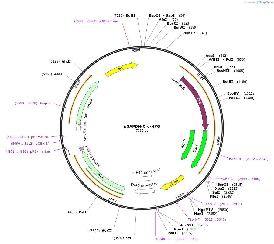 231510-plasmid-map-sequence-id-462631