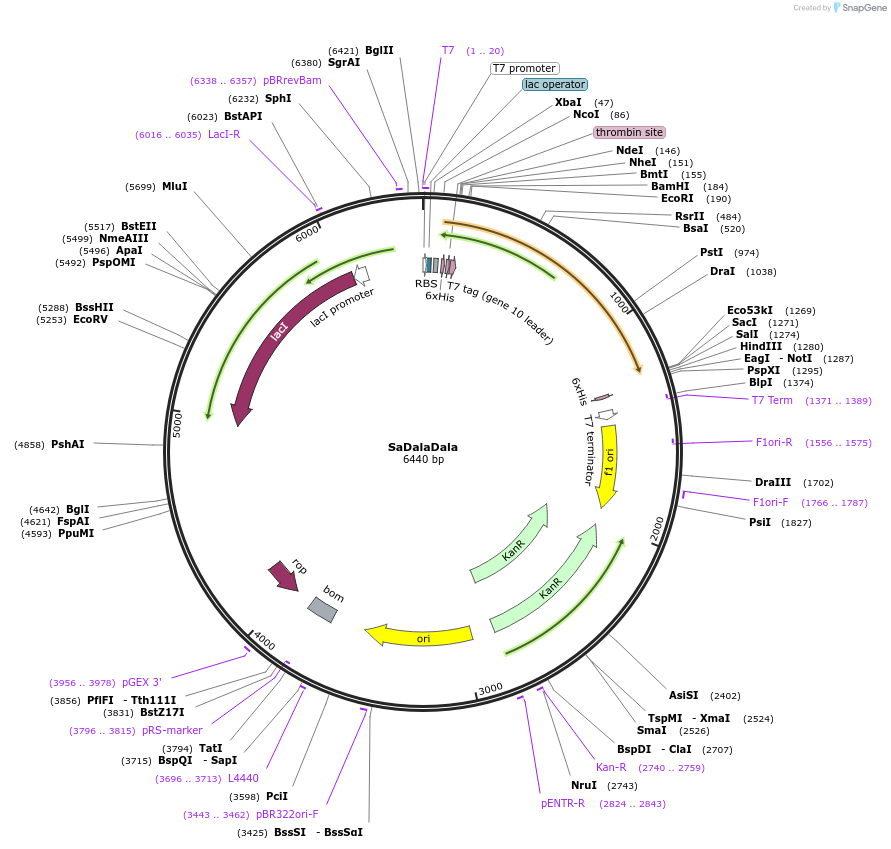 231042-plasmid-map-sequence-id-462634
