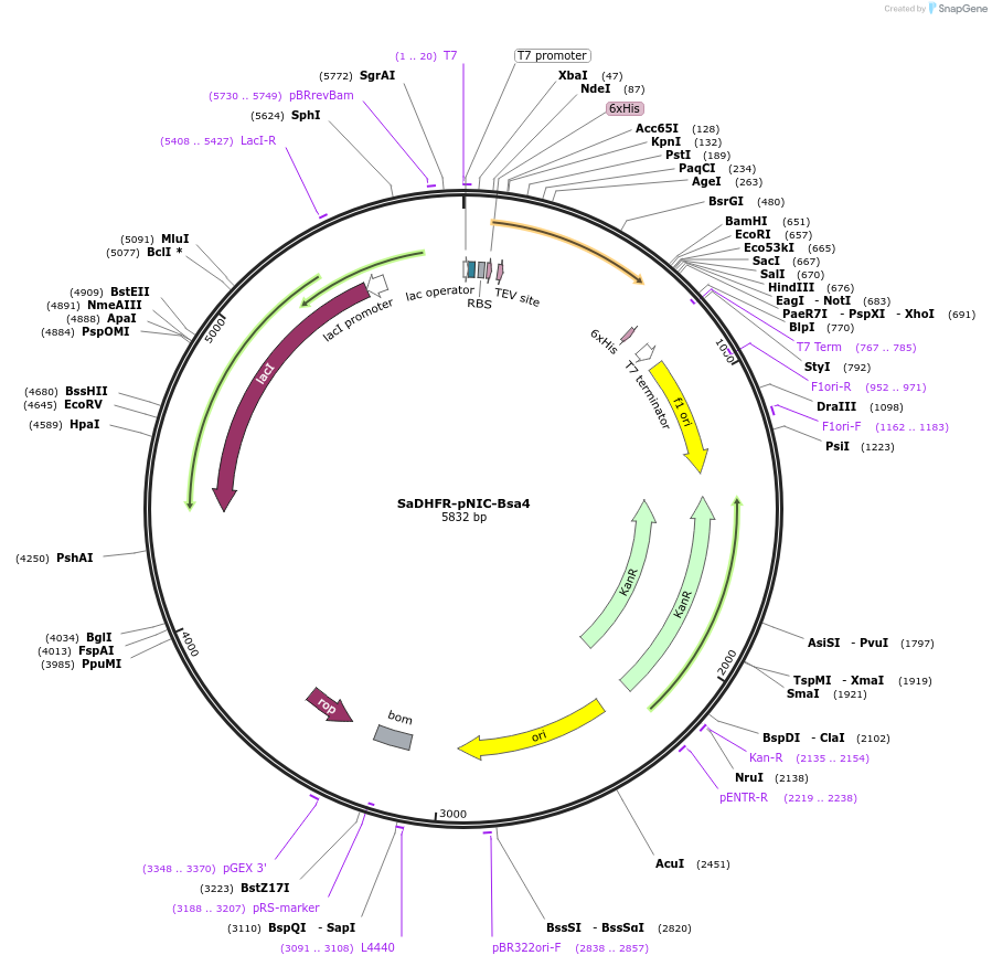 231039-plasmid-map-sequence-id-462635