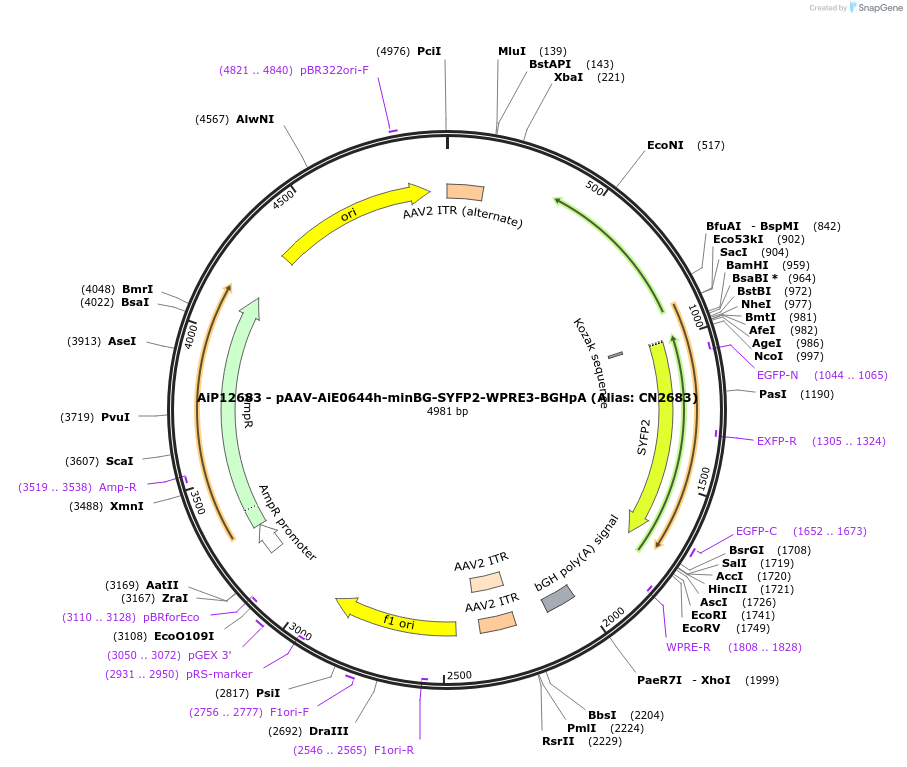 230125-plasmid-map-sequence-id-462664