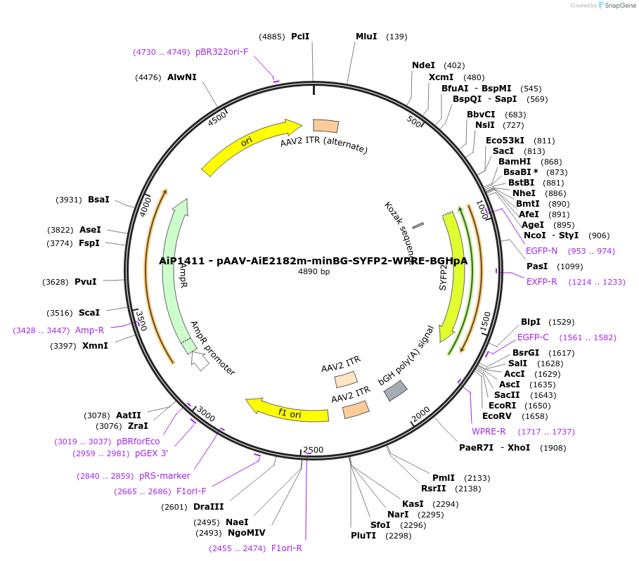 220648-plasmid-map-sequence-id-462666