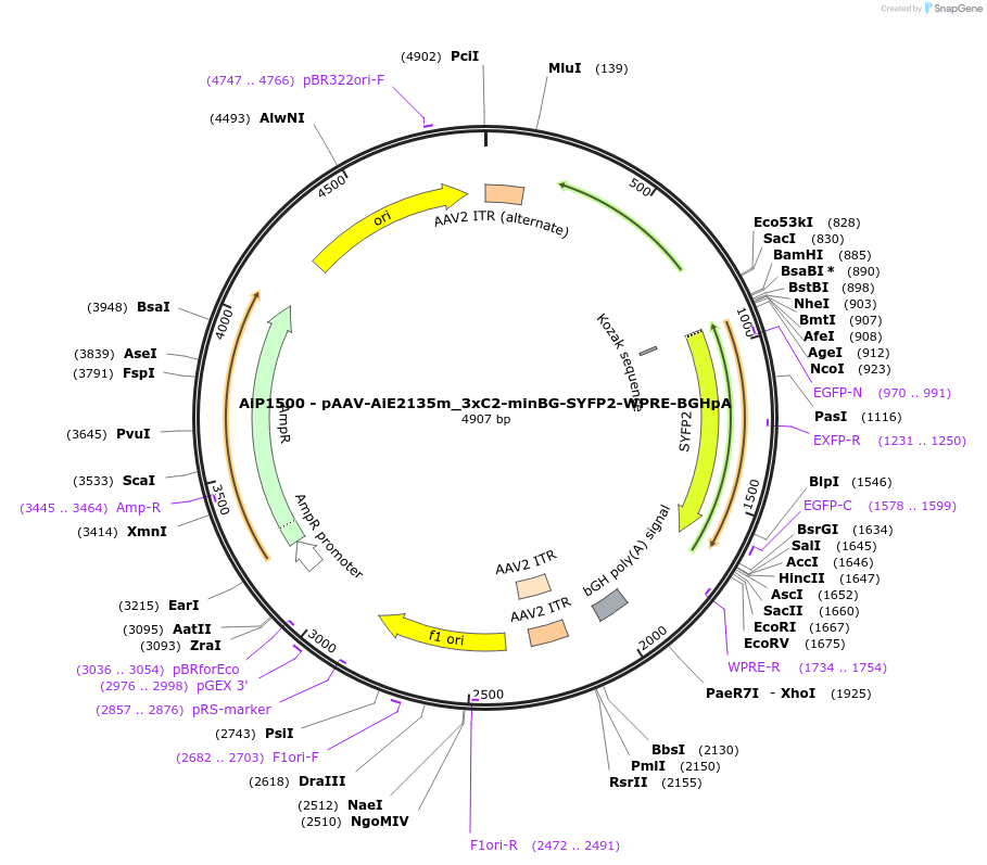 220656-plasmid-map-sequence-id-462670