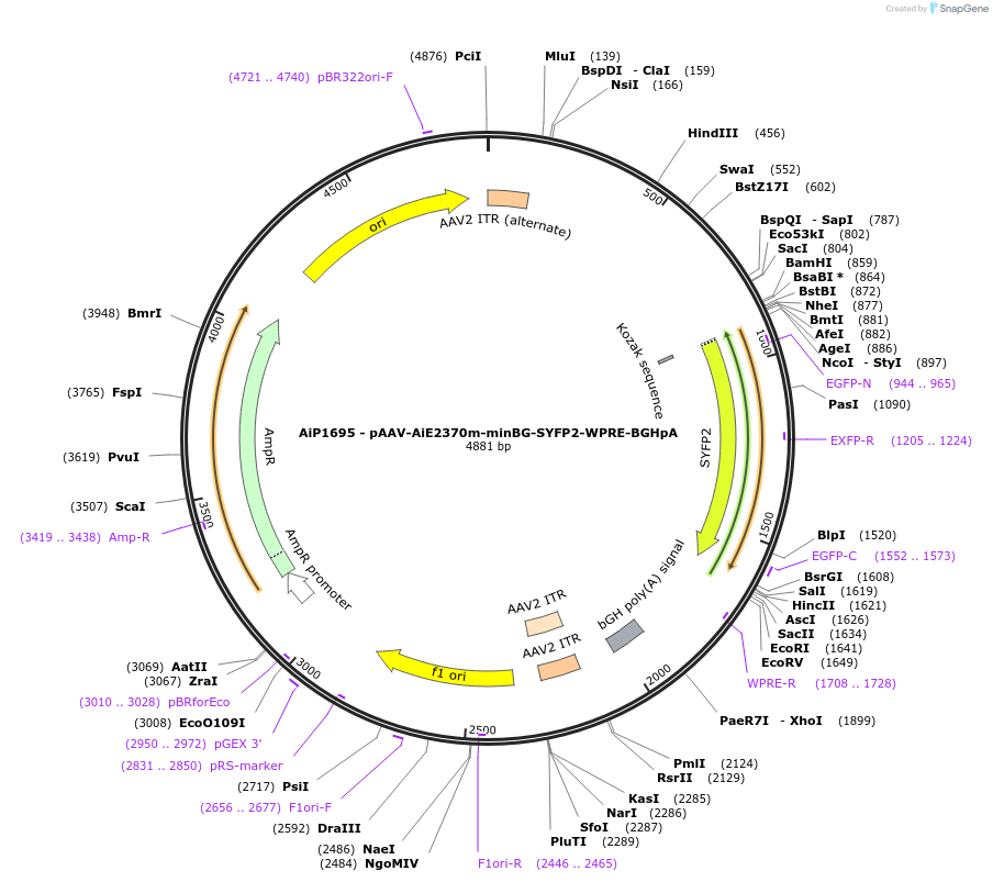 220662-plasmid-map-sequence-id-462676