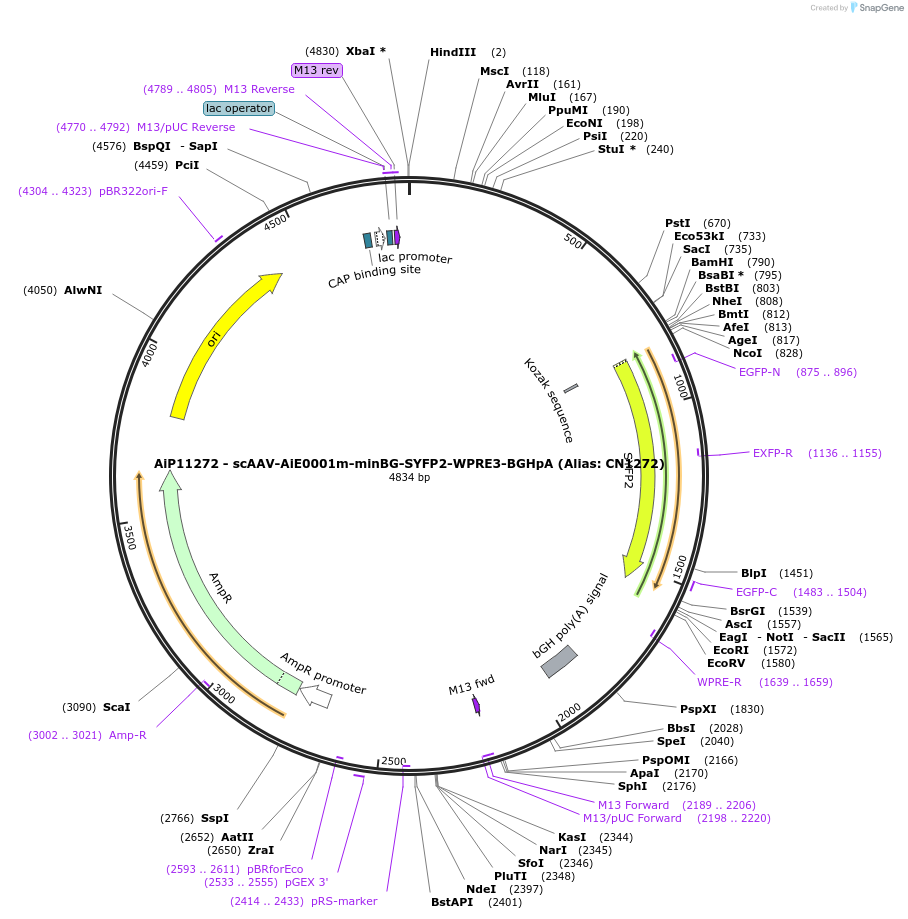 230091-plasmid-map-sequence-id-462677