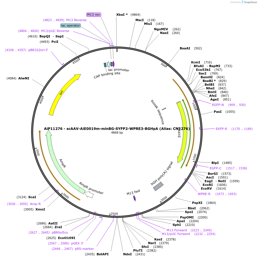 230092-plasmid-map-sequence-id-462678