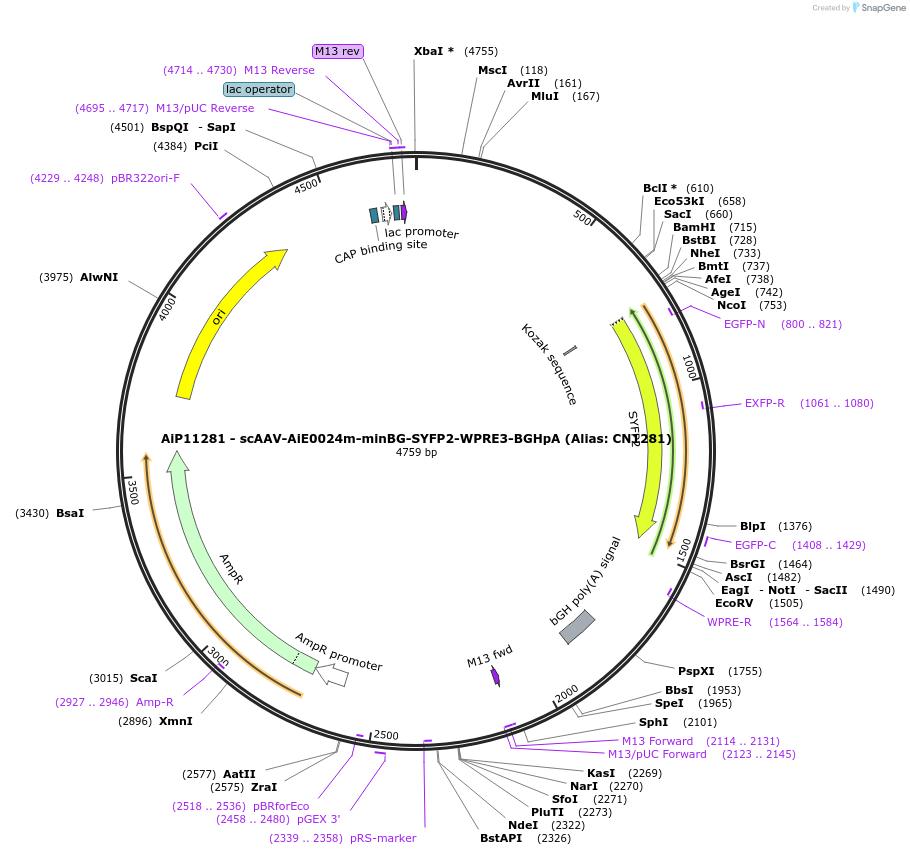 230093-plasmid-map-sequence-id-462679