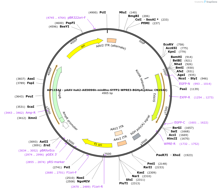 230098-plasmid-map-sequence-id-462680