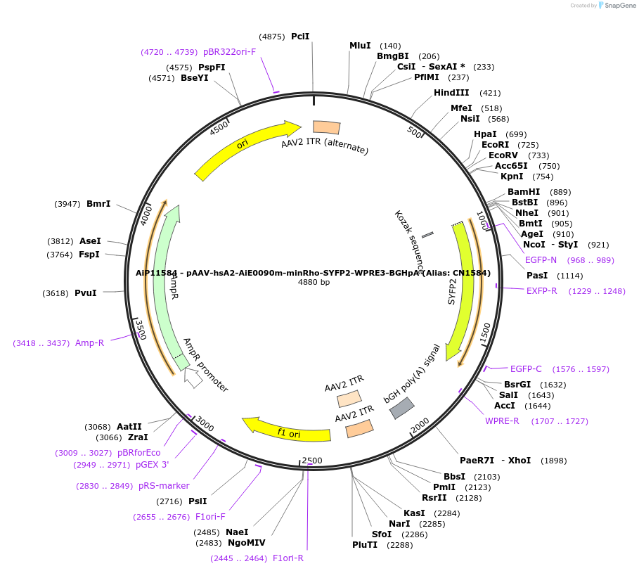 230100-plasmid-map-sequence-id-462681