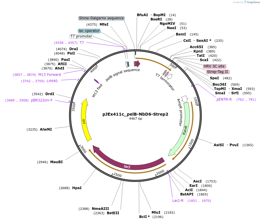 228897-plasmid-map-sequence-id-462691