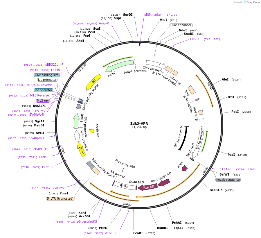 231572-plasmid-map-sequence-id-462693