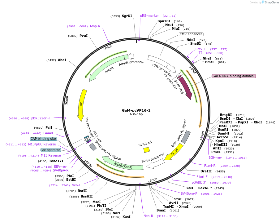 231570-plasmid-map-sequence-id-462694