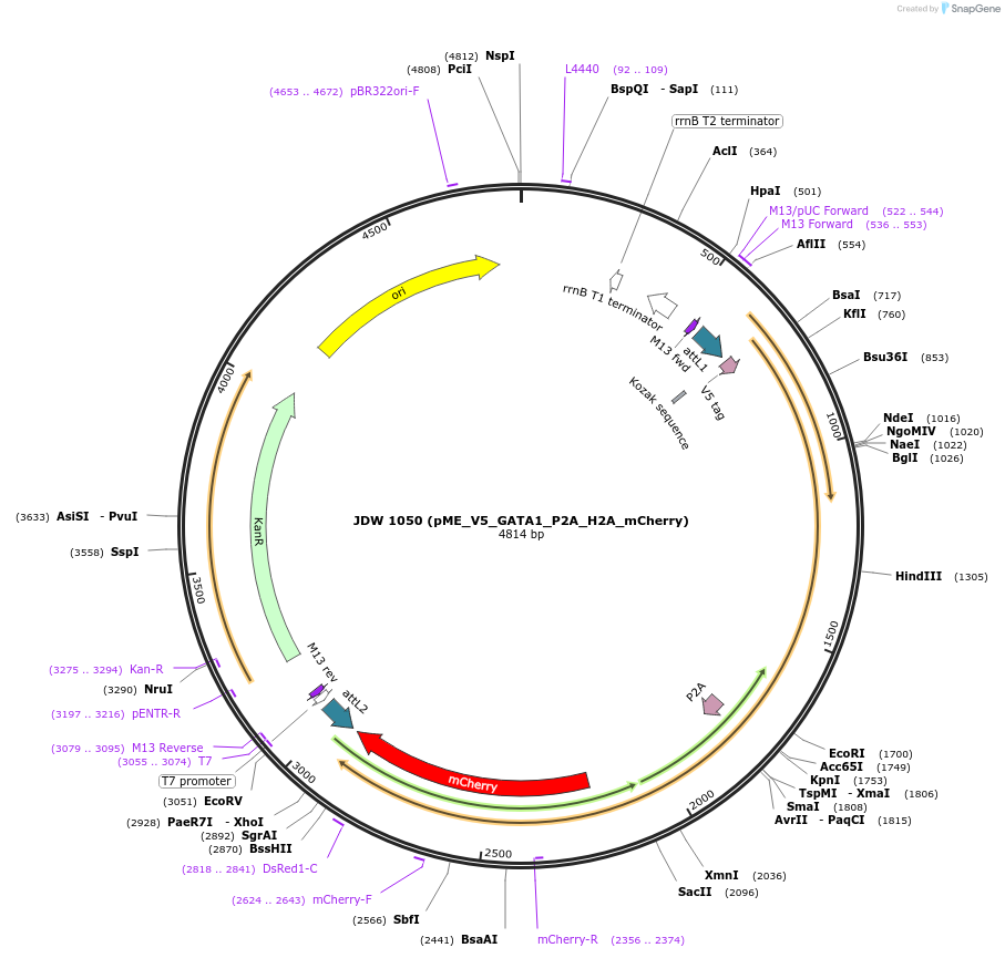 232127-plasmid-map-sequence-id-462696