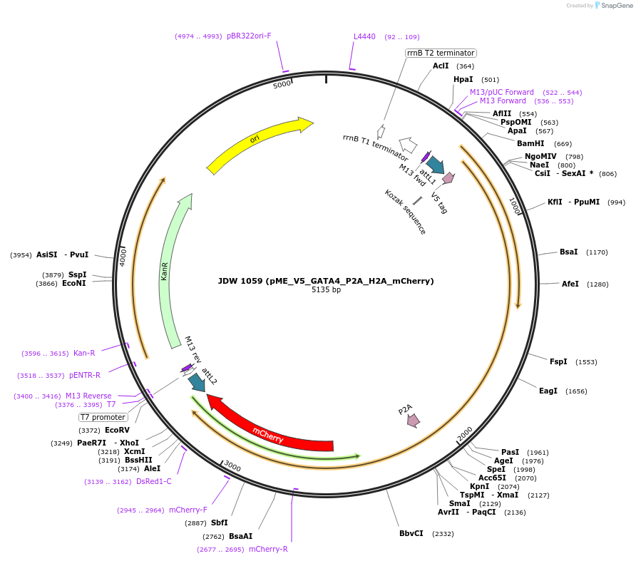 232130-plasmid-map-sequence-id-462698
