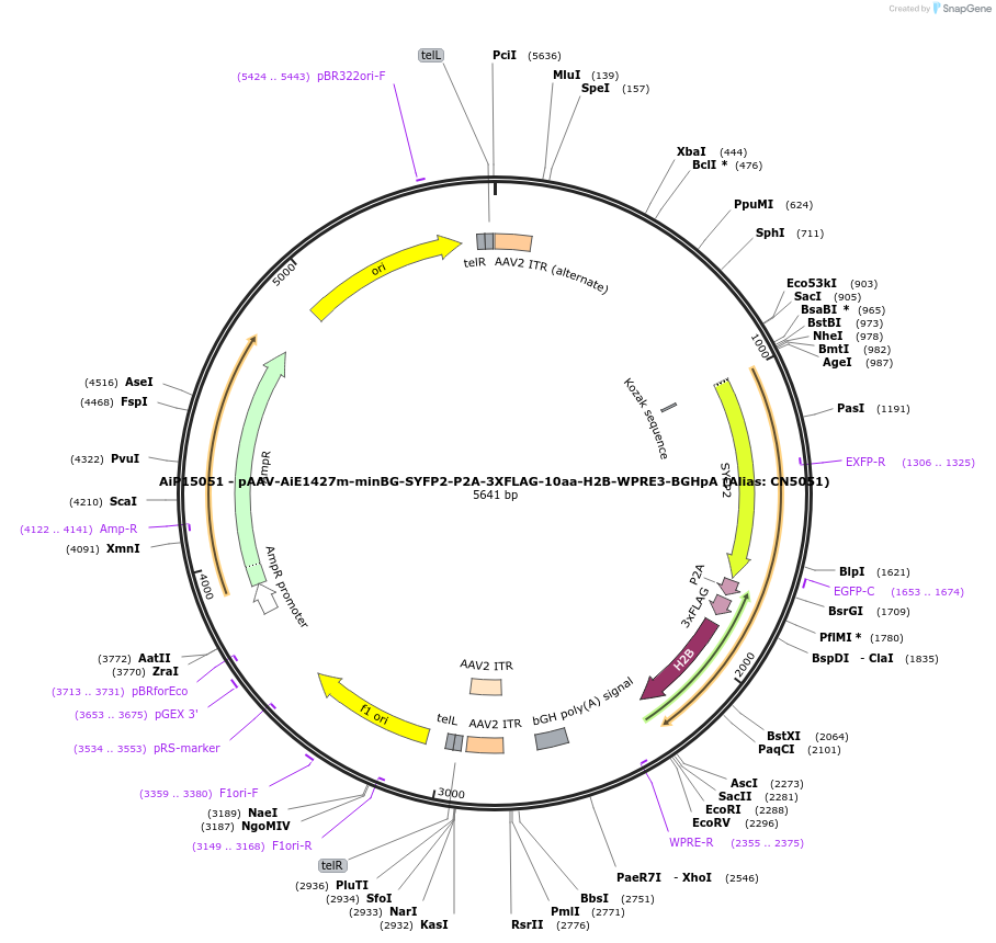 230168-plasmid-map-sequence-id-462700