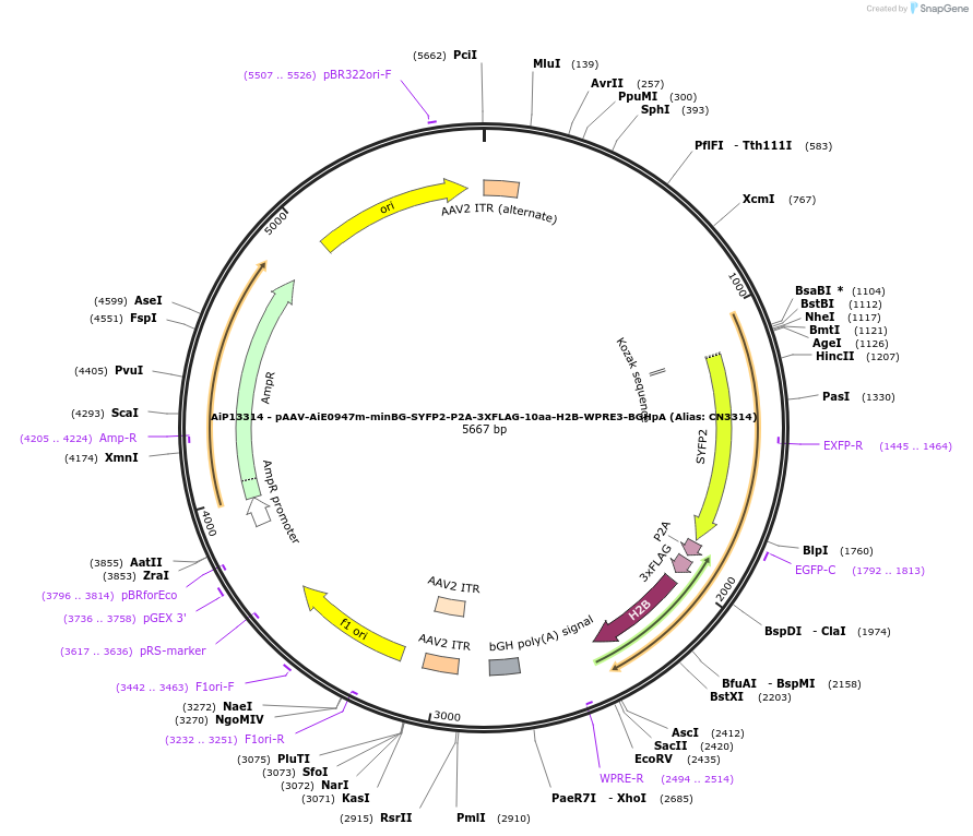 230149-plasmid-map-sequence-id-462703