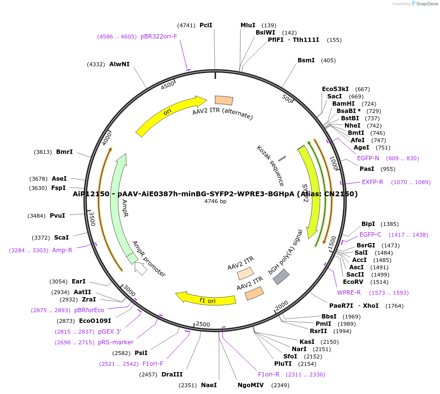 230104-plasmid-map-sequence-id-462705