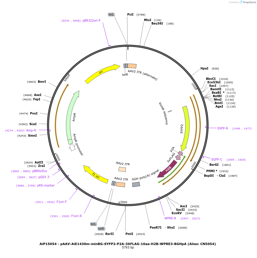 230169-plasmid-map-sequence-id-462706