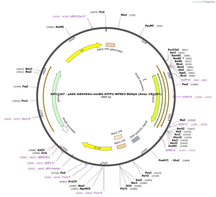 223979-plasmid-map-sequence-id-462730