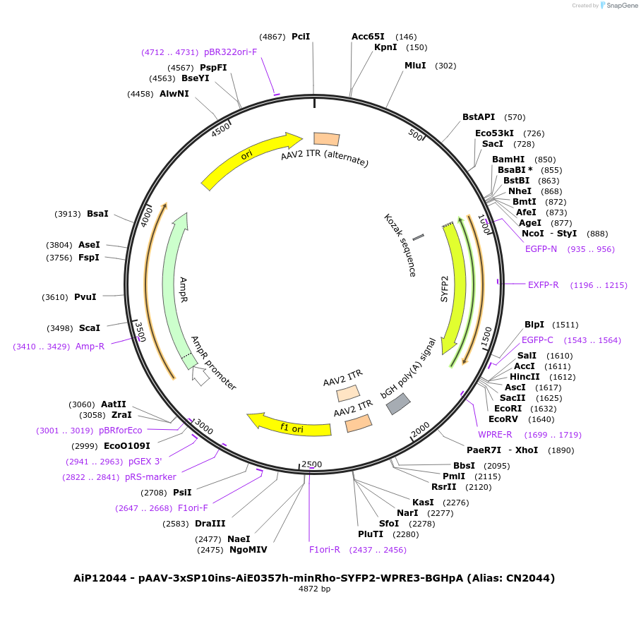 223973-plasmid-map-sequence-id-462737