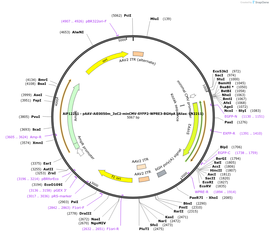 223974-plasmid-map-sequence-id-462739