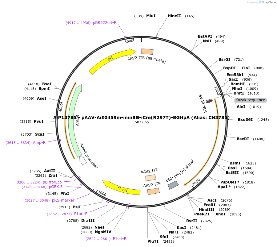 224037-plasmid-map-sequence-id-462742