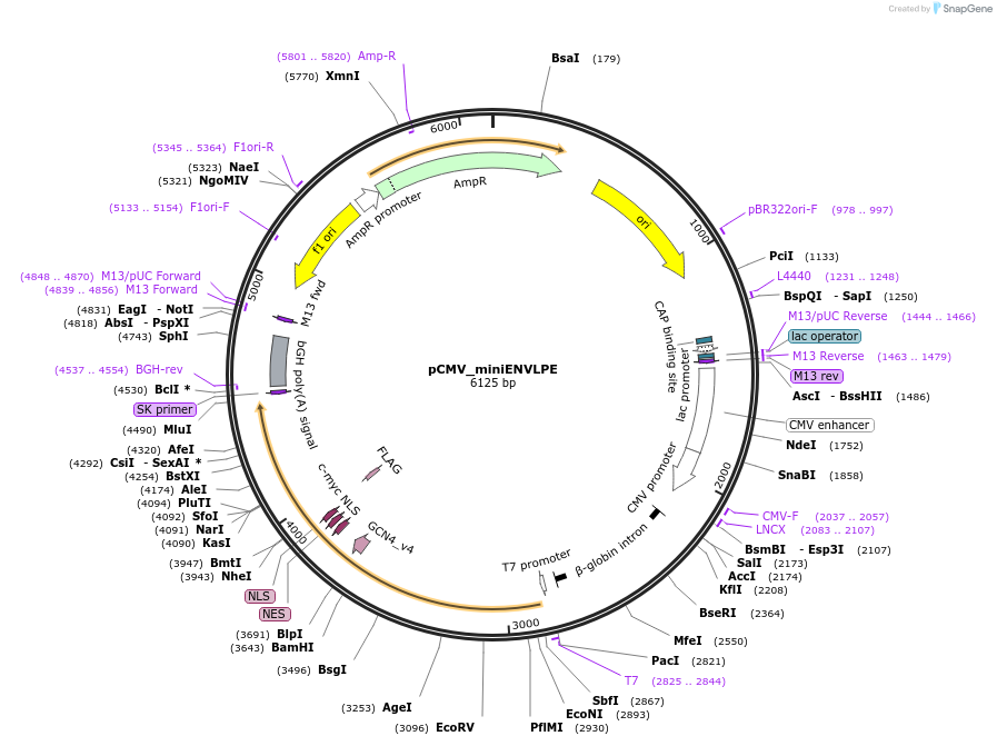 232431-plasmid-map-sequence-id-462753
