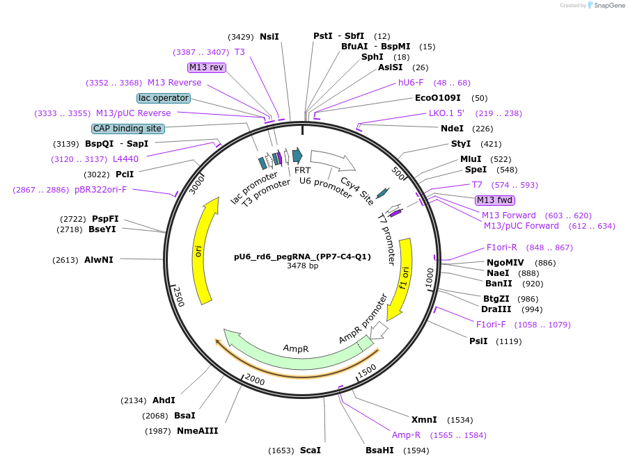 232433-plasmid-map-sequence-id-462760