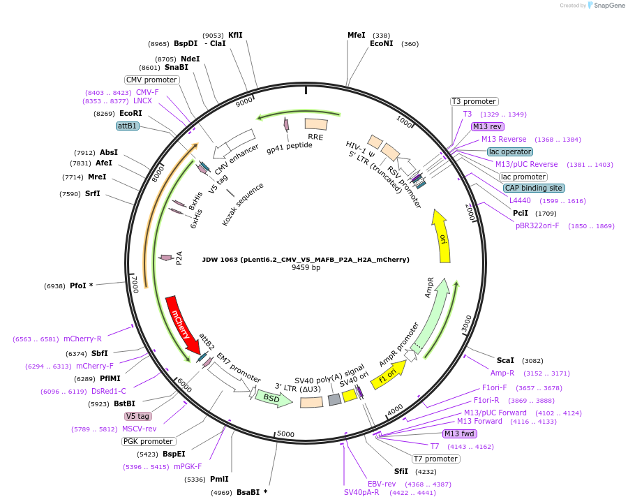 233545-plasmid-map-sequence-id-462778