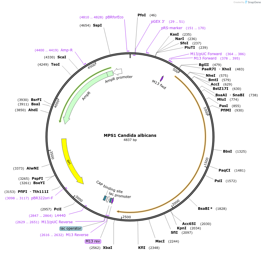 232146-plasmid-map-sequence-id-462815