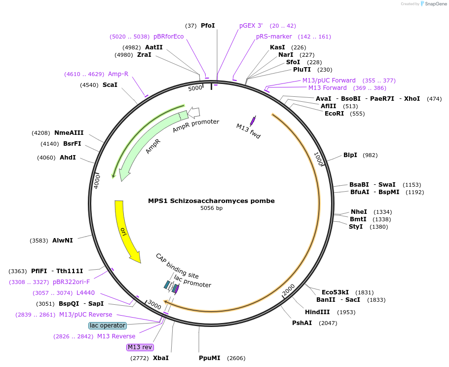 232147-plasmid-map-sequence-id-462816