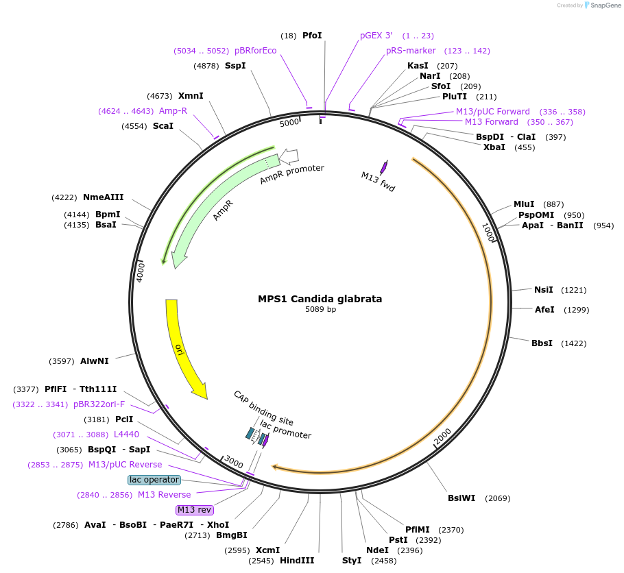 232148-plasmid-map-sequence-id-462817