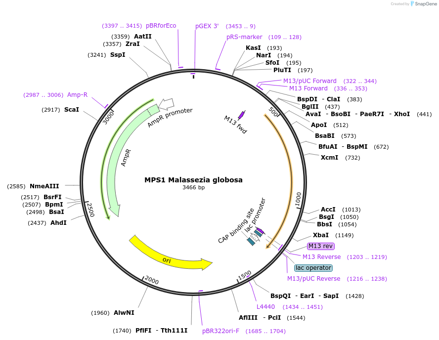 232151-plasmid-map-sequence-id-462820
