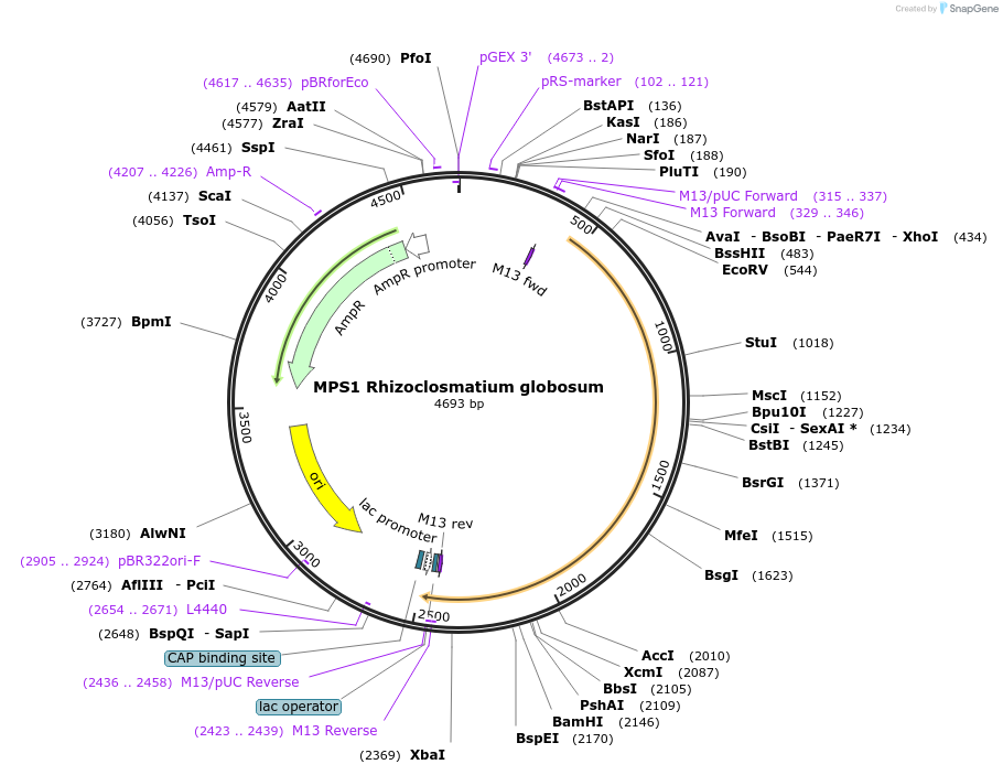 232152-plasmid-map-sequence-id-462821