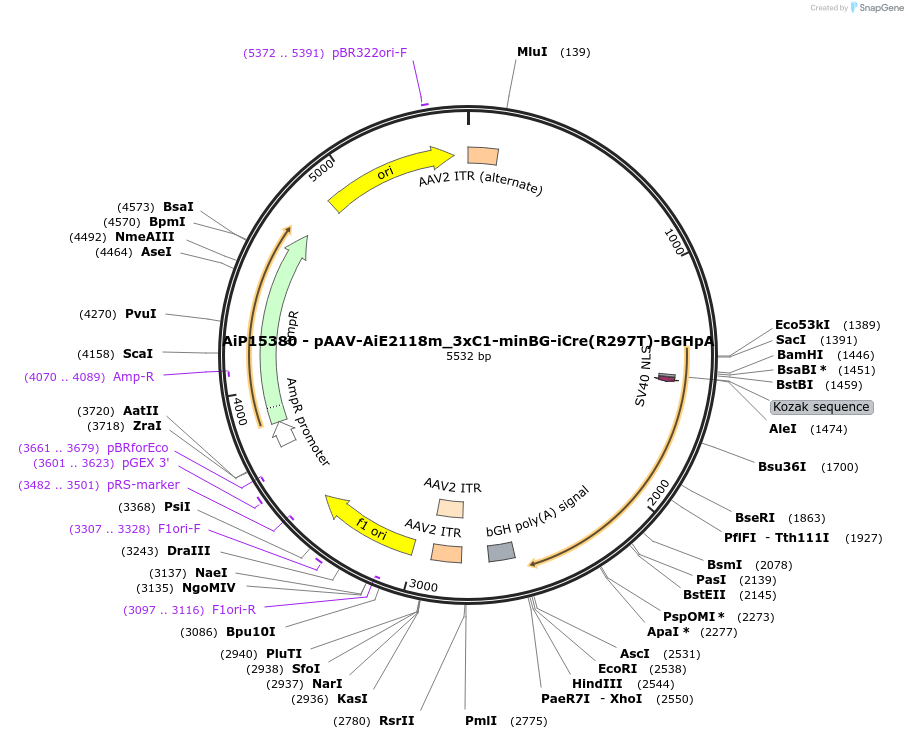 233574-plasmid-map-sequence-id-462826