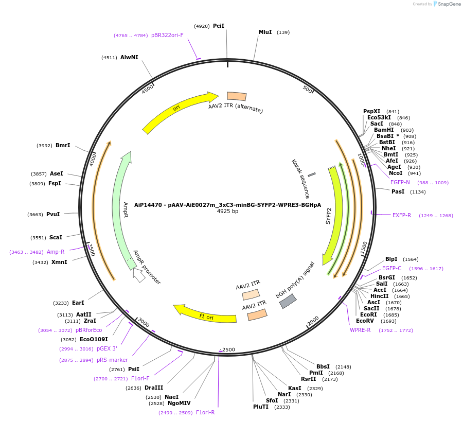 233570-plasmid-map-sequence-id-462828