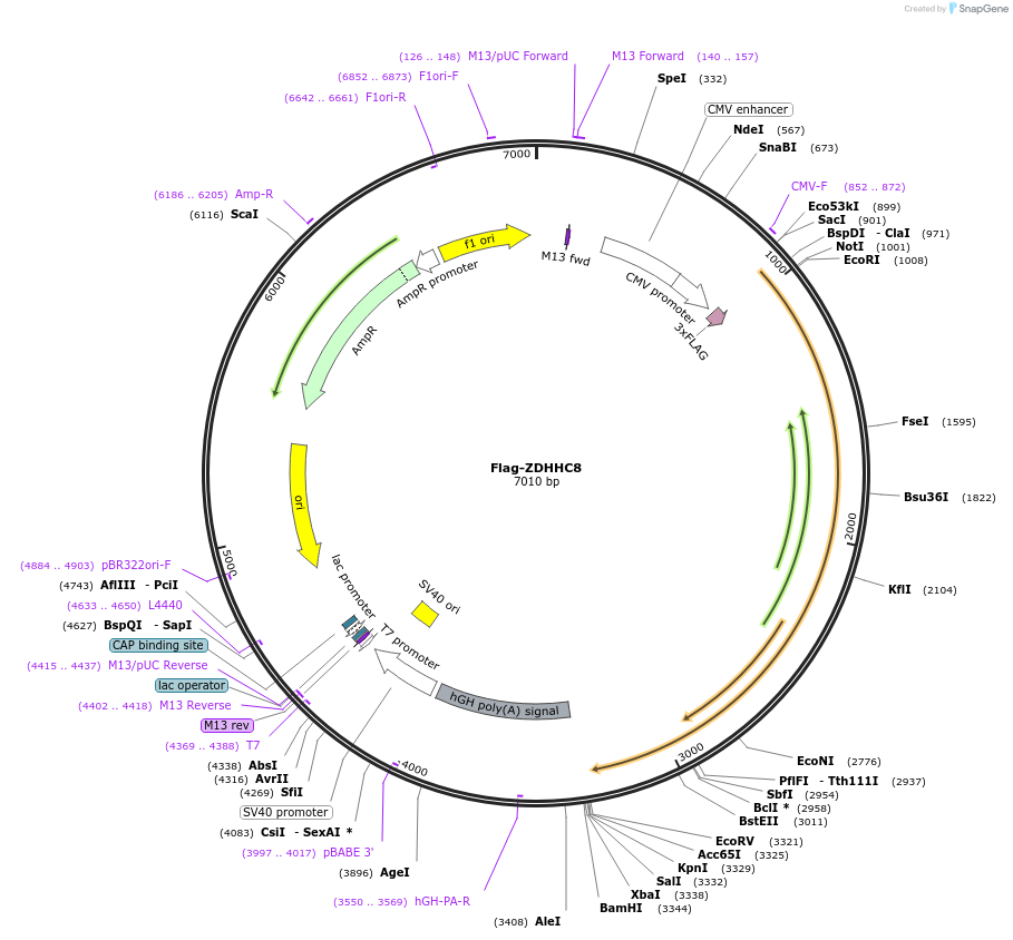 231657-plasmid-map-sequence-id-462831