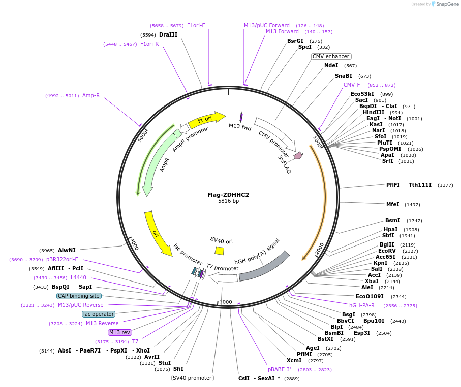 231512-plasmid-map-sequence-id-462833