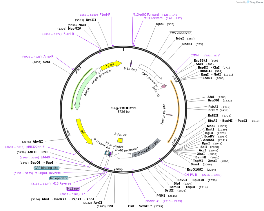 231663-plasmid-map-sequence-id-462839
