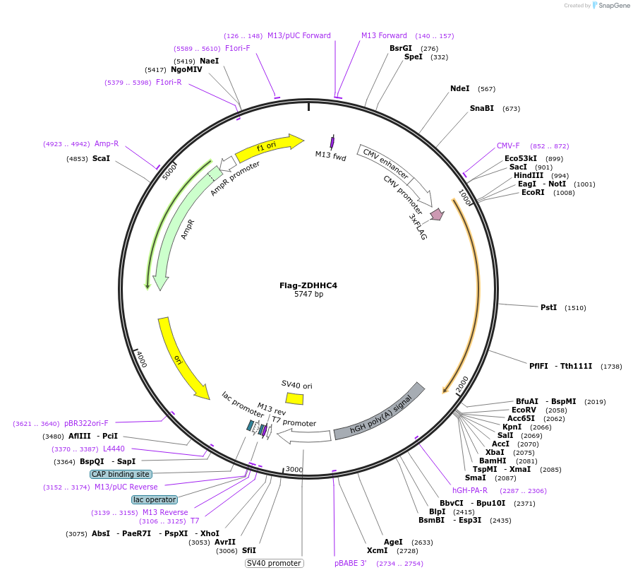 231653-plasmid-map-sequence-id-462843